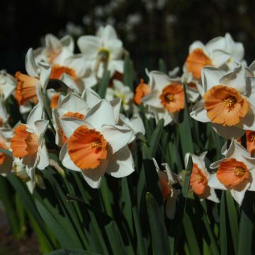 Narcissus Chromacolor - Daffodil