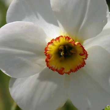 Narcissus Edna Earl - Daffodil