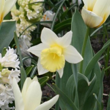 Narcissus Foresight - Daffodil