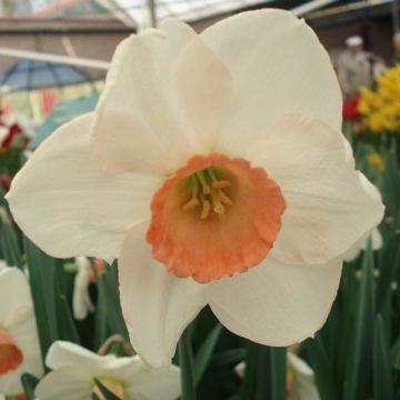 Narcissus Fragrant Rose