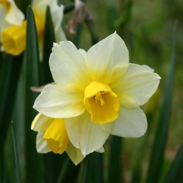 Narcissus Golden Echo - Daffodil