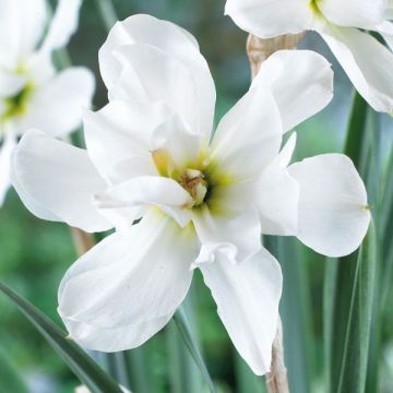 Narcissus poeticus 'Albus Plenus Odoratus'