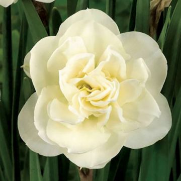 Narcissus Rose of May