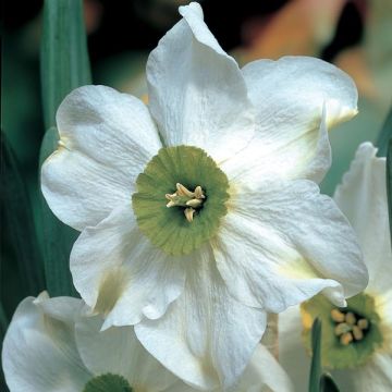 Narcissus Sinopel - Daffodil