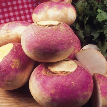 Purple Top Milan Rapeseed - Brassica napus