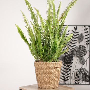 Nephrolepis cordifolia Artic Jungle - Boston Fern
