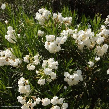 Nerium oleander Blanc