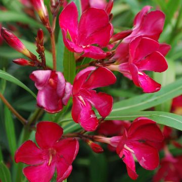 Rose Bay - Nerium oleander Red Single