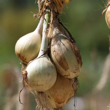 Untreated Ailsa Craig Onion - Ferme de Sainte Marthe seeds
