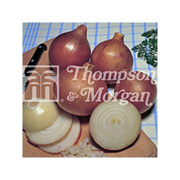 Bedfordshire Champion Onion - Allium cepa