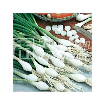 Spring Onion Cipollotto White Lisbon - Allium cepa