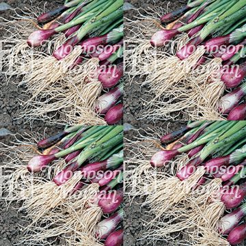 Spring Red Onion Lilia - Allium cepa