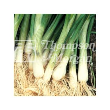 Spring Onion Performer - Allium fistulosum
