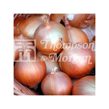 Hi-Keeper' F1 Onion - Allium cepa