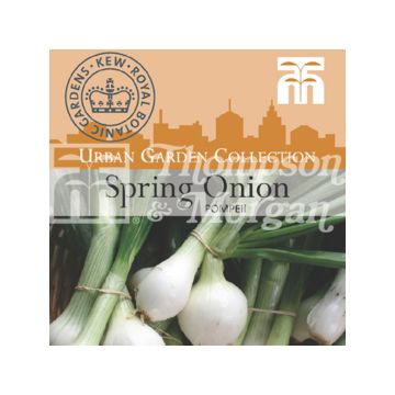 Pompeii White Onion - Allium cepa