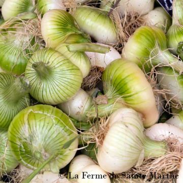 Premier NT Onion - Ferme de Sainte Marthe seeds