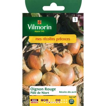 Red Onion Pâle de Niort - Vilmorin seeds - Allium cepa