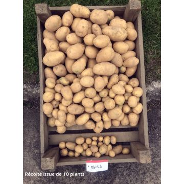 Potatoes Osiris