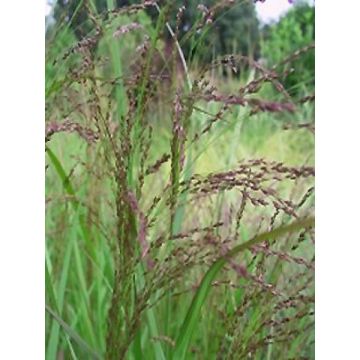 Panicum virgatum Warrior - Switchgrass
