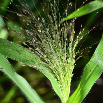Panicum elegans Sprinkles - Switchgrass