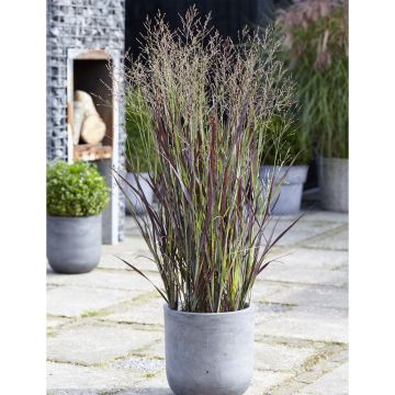 Panicum virgatum Purple Breeze - Switchgrass