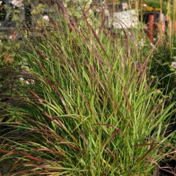 Panicum virgatum Rotstrahlbusch - Switchgrass