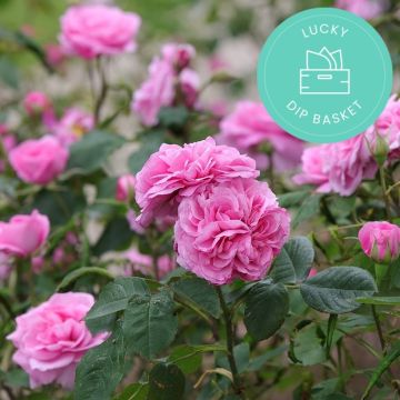 Promesse de Fleurs' anti-waste roses baskets 