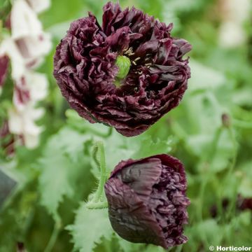 Opium Poppy Black Peony - Papaver somniferum