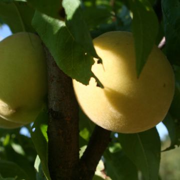 Prunus persicaWhite Vine Peach - Organic Peach tree