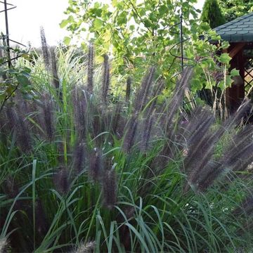 Pennisetum alopecuroïdes Black Beauty - Chinese Fountain Grass