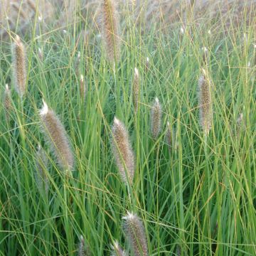 Pennisetum alopecuroïdes Japonicum - Chinese Fountain Grass