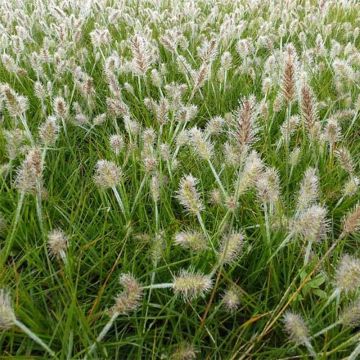Pennisetum alopecuroïdes Little Bunny - Chinese Fountain Grass