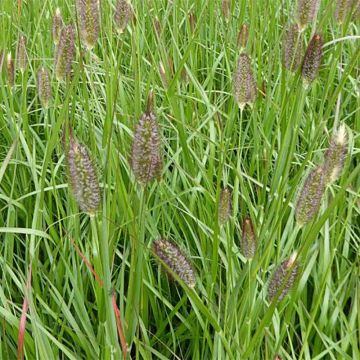 Pennisetum massaicum Red Bunny Tail - African feather Grass
