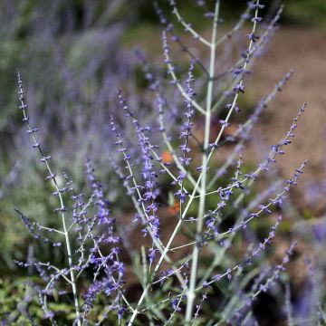 Perovskia atriplicifolia Little Spire - Russian Sage