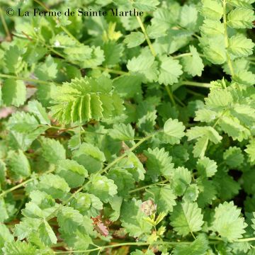 Sanguisorba minor - Ferme de Sainte Marthe seeds