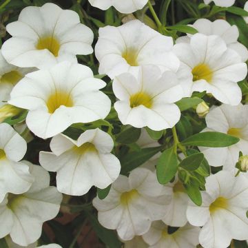Calibrachoa hybrida Million Bells Trailing Ice - Trailing Petunia