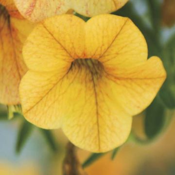 Calibrachoa hybrida Million Bells Lemon - Trailing Petunia