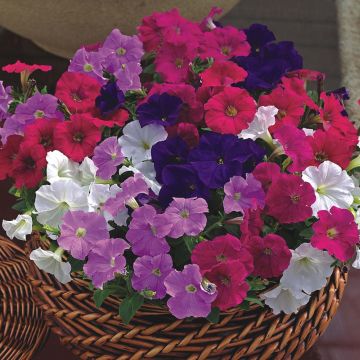 Petunia milliflora Picobella Cascade