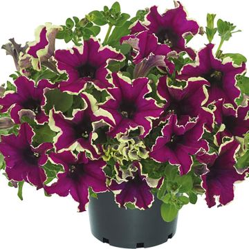 Petunia Viva  Eclipse