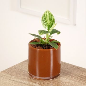 Philodendron 'Birkin' 