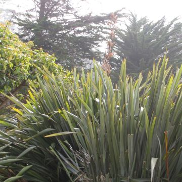 Phormium tenax - New Zealand Flax