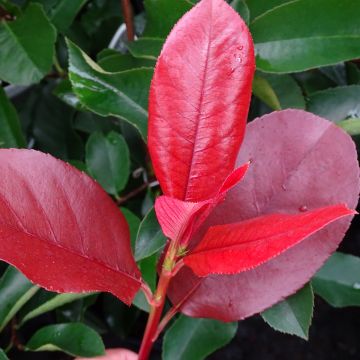 Photinia fraseri Camilvy - Christmas Berry