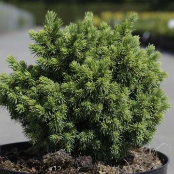 Picea glauca Jalako Gold - White Spruce