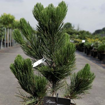 Pinus heldreichii Satellit - Bosnian Pine