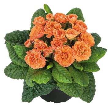 Double Primrose Primula Belarina Sweet Apricot - Primula vulgaris