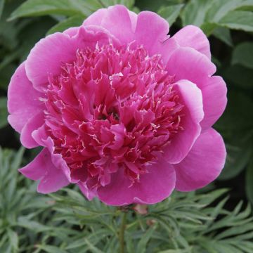 Paeonia lactiflora Break O Day