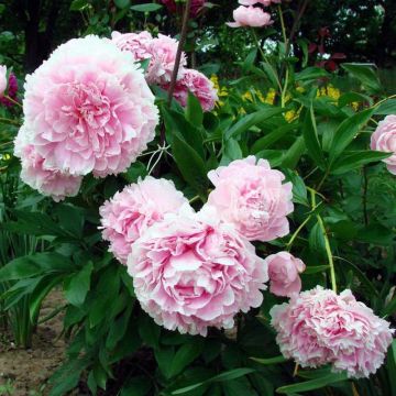 Paeonia lactiflora Lady Orchid