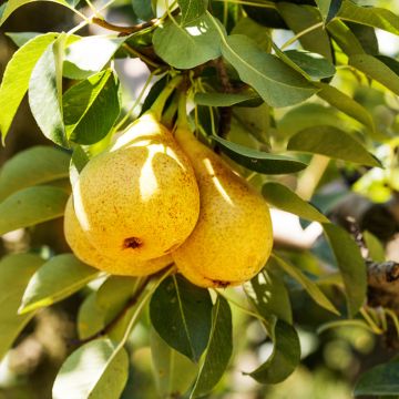 Pyrus communis Fausset - Pear Tree Pyrus communis Fausset - Pear Tree
