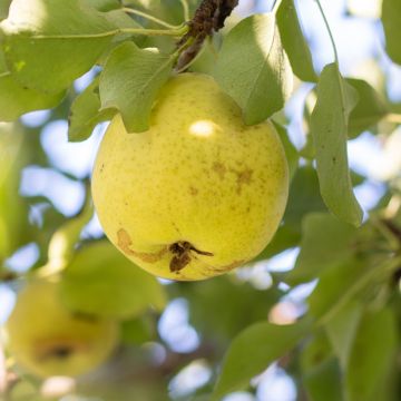 Pyrus communis Plant de Blanc - Pear Tree