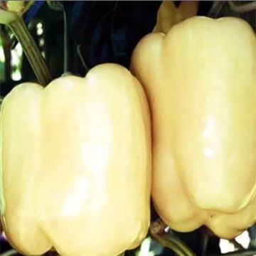White pepper Bellkaro F1 plants - Capsicum annuum
